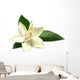 Gardenia or Gondhoraj Flower Wall Decal