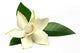 Gardenia or Gondhoraj Flower Wall Decal