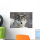Beautiful Grey Wolf Wall Decal