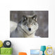 Beautiful Grey Wolf Wall Decal