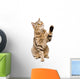 Portrait Playful Cat Scottish Wall Decal
