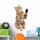 Portrait Playful Cat Scottish Wall Decal