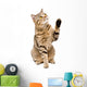 Portrait Playful Cat Scottish Wall Decal