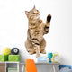 Portrait Playful Cat Scottish Wall Decal