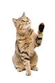 Portrait Playful Cat Scottish Wall Decal