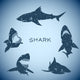 Shark Concept Wall Decal