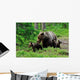 Brown Bear with Cubs Wall Decal