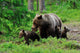 Brown Bear with Cubs Wall Decal
