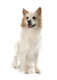 Icelandic Sheepdog Wall Decal