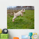 Baby Goat Jumping Wall Decal