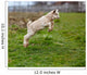Baby Goat Jumping Wall Decal