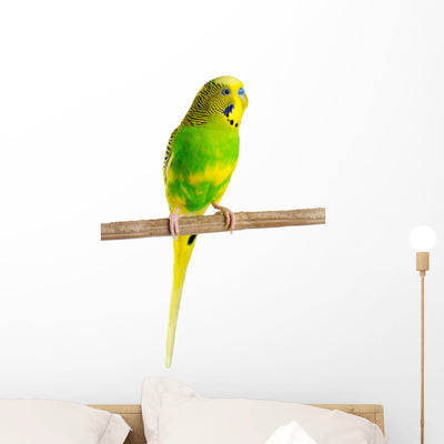 Budgerigar Parrot Wall Decal Design 2 shown on a wall