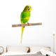 Budgerigar Parrot Wall Decal Design 2