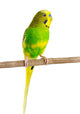 Budgerigar Parrot Wall Decal Design 2