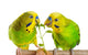 Budgerigar Parrot Wall Decal Design 1