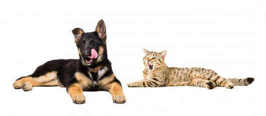 Puppy and Cat Licks Wall Decal Panoramic Wall Decal