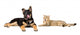 Puppy and Cat Licks Wall Decal Panoramic Wall Decal