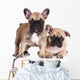 French Bulldog Puppies Wall Decal Design 3