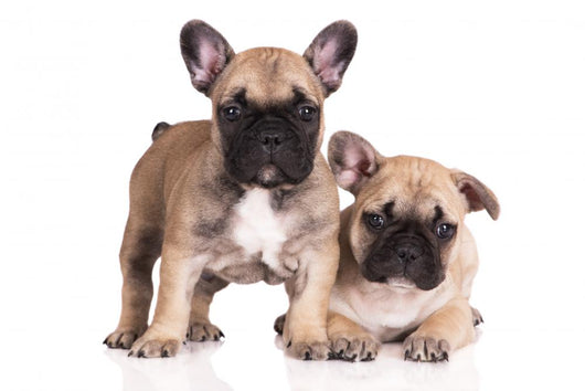 French Bulldog Puppies Wall Decal Design 3