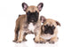 French Bulldog Puppies Wall Decal Design 3