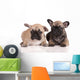 Two French Bulldog Puppies Wall Decal