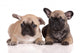 Two French Bulldog Puppies Wall Decal