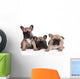 French Bulldog Puppies Wall Decal Design 2
