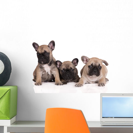 French Bulldog Puppies Wall Decal Design 2