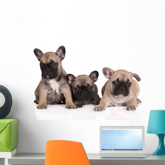 French Bulldog Puppies Wall Decal Design 2