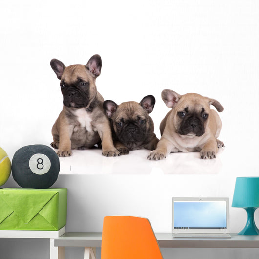 French Bulldog Puppies Wall Decal Design 2