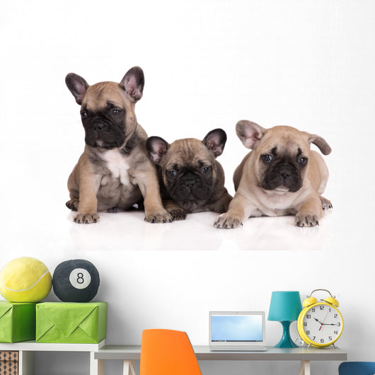 French Bulldog Puppies Wall Decal Design 2