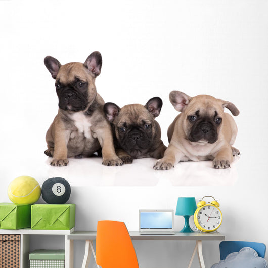 French Bulldog Puppies Wall Decal Design 2