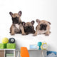 French Bulldog Puppies Wall Decal Design 2