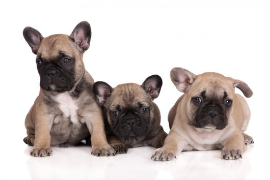 French Bulldog Puppies Wall Decal Design 2