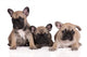 French Bulldog Puppies Wall Decal Design 2