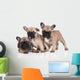 French Bulldog Puppies Wall Decal Design 1