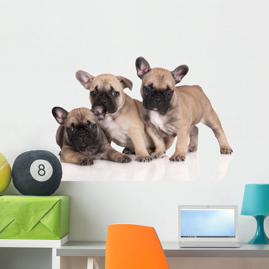French Bulldog Puppies Wall Decal Design 1
