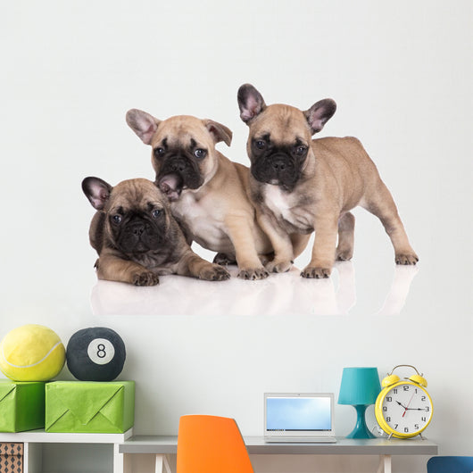 French Bulldog Puppies Wall Decal Design 1
