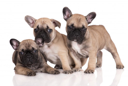 French Bulldog Puppies Wall Decal Design 1