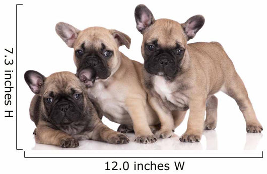 French Bulldog Puppies Wall Decal Design 1