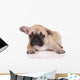 Sad French Bulldog Puppy Wall Decal