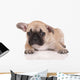 Sad French Bulldog Puppy Wall Decal