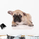 Sad French Bulldog Puppy Wall Decal