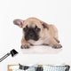 Sad French Bulldog Puppy Wall Decal