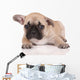Sad French Bulldog Puppy Wall Decal