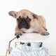 Sad French Bulldog Puppy Wall Decal