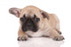 Sad French Bulldog Puppy Wall Decal