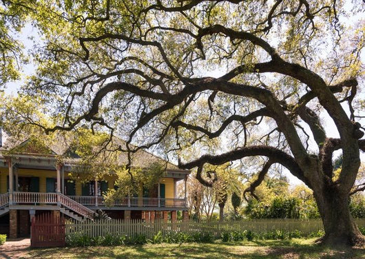Laura Plantation New Orlean Wall Decal