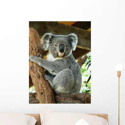 Australian Koala Wall Decal shown on a wall