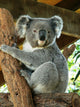 Australian Koala Wall Decal